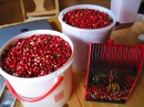 9-2 Catch of mountain cranberry * 2272 x 1704 * (1.61MB)